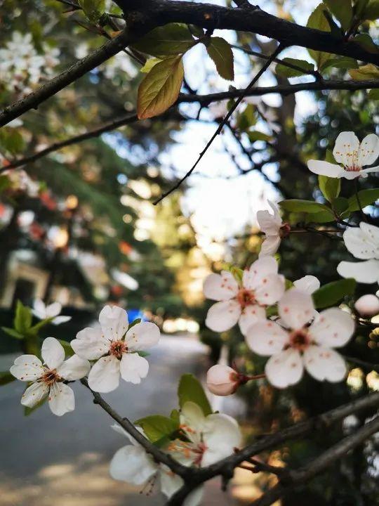 云赏花丨春天里的校园，和影象中一样美