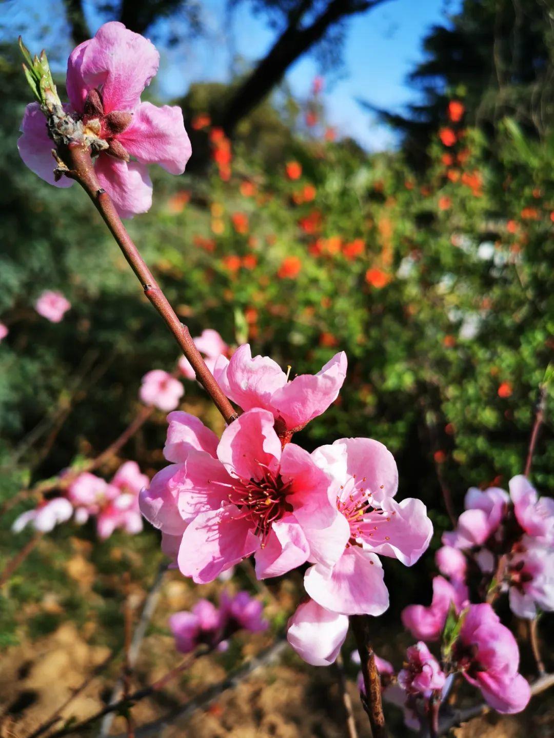 云赏花丨春天里的校园，和影象中一样美