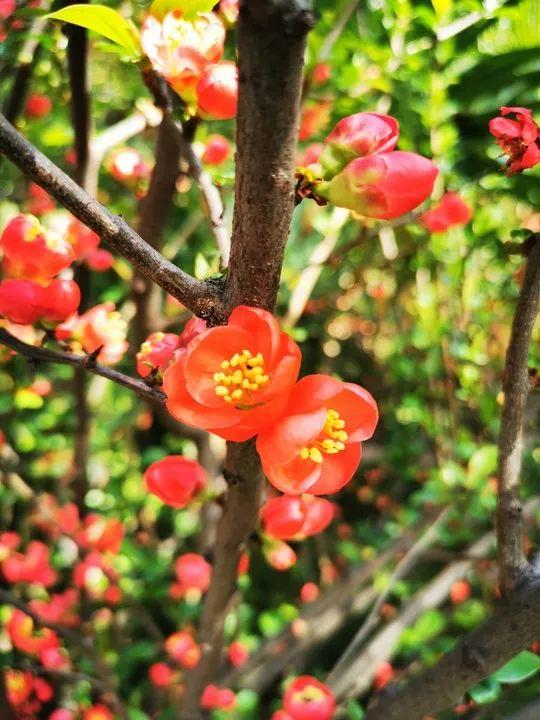 云赏花丨春天里的校园，和影象中一样美